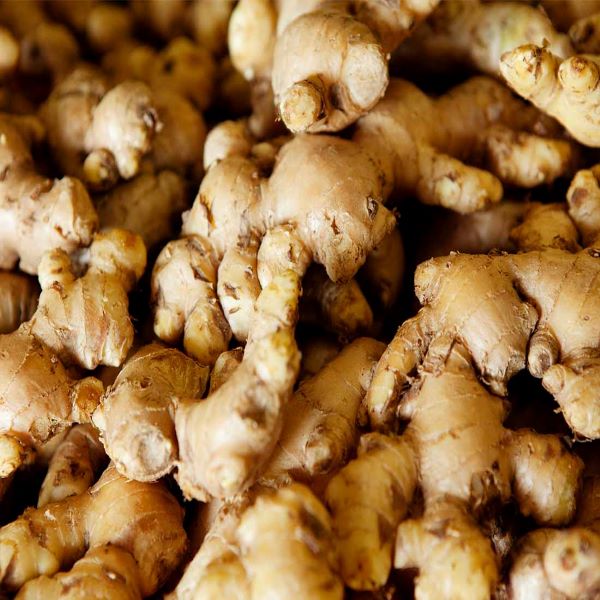 Ginger 1x12.5kg01